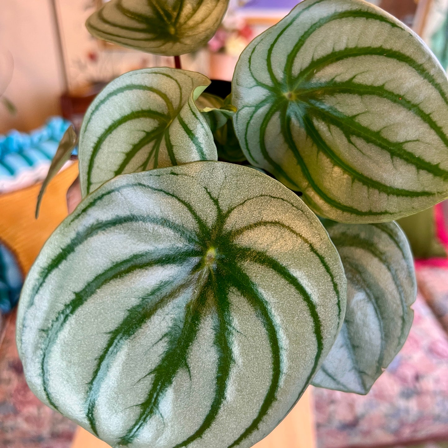 SUBSCRIPTION: Small, 4” Monthly Plant Subscription – April '26